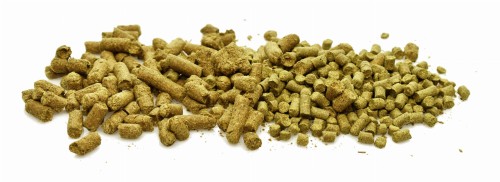 Chmiel do miodu pitnego